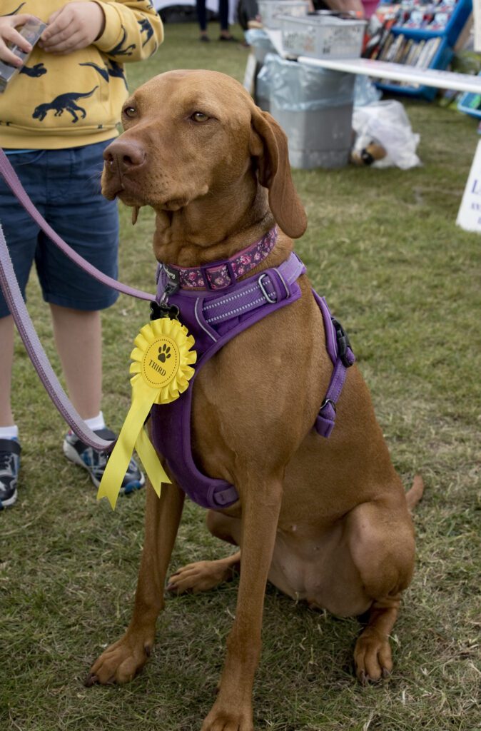 Hook Village Show 2022 - One of the dog show winners